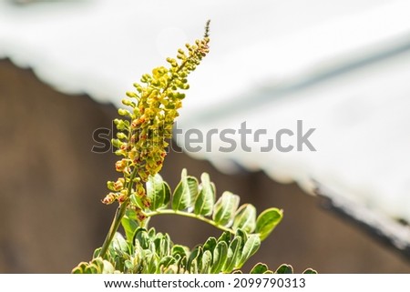 Guarango plants, known as Caesalpinia spinosa (Molina) Kuntze species, belongs to the Leguminosae plant family, located in the highlands in the morning. Royalty-Free Stock Photo #2099790313