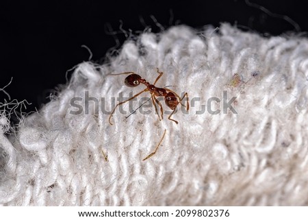 Adult Fire Ant of the Genus Solenopsis