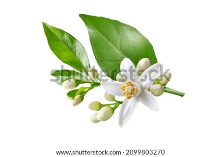Orange tree branch with white flowers, buds and leaves isolated on white. Neroli blossom. Citrus bloom. Royalty-Free Stock Photo #2099803270