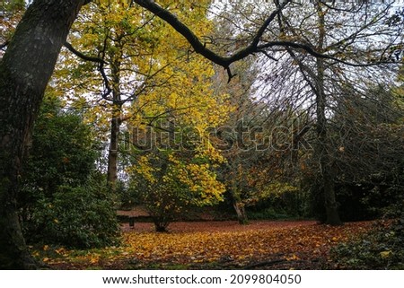 orange and yellow forest and trees