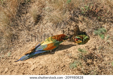 Bee eaters on the ground