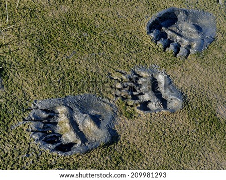 Grizzly footprint in mud