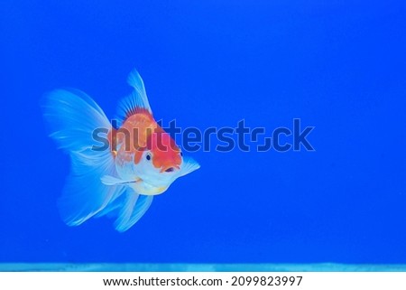 A beautiful red and white Oranda goldfish on isolated blue background.