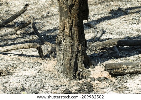 Bonfire in the forest - Stock Image macro.
