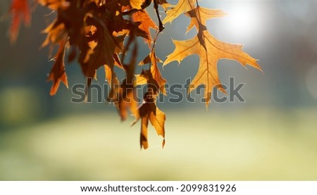 Leaves of a scarlet oak (Quercus coccinea) with reddish coloration in a park in autumn                               