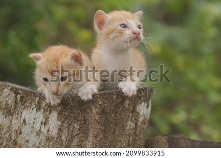 Two kittens are resting on a dry tree trunk. 