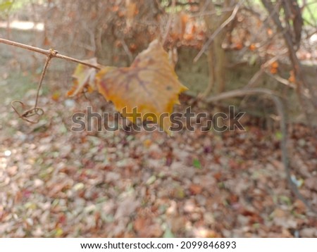 beautiful blur picture of golden dry leaf of grapes in autumn season 