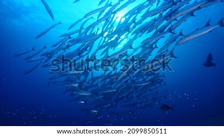 A group of underwater fish at the beautiful Richeryu