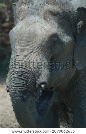 sri lankan elephant pictures from yala