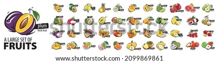 Vector set of painted all fruits on a white background Royalty-Free Stock Photo #2099869861