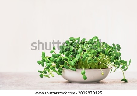 Micro greens superfood. Green sunflower sprouts close up in a bowl. Germination sprouting and healthy eating and living. Gardening at home kitchen concept. Microgreens food. Copy space Royalty-Free Stock Photo #2099870125