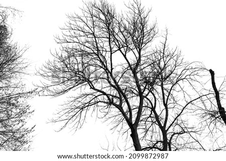 Bare tree branches isolated on a white background.