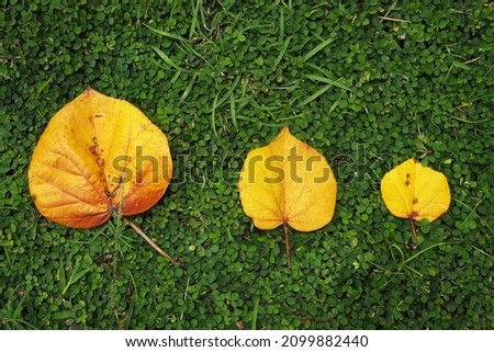 Yellow leave with heart shape on green grass