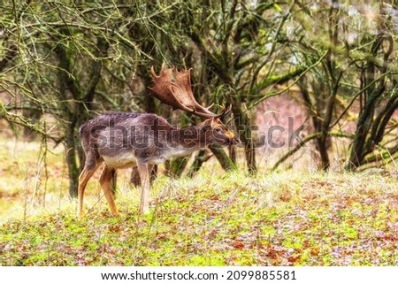 Fallow deer (Dama dama), Male, Nature reserve Amsterdamse Waterleidingduinen, Zandvoort, The Netherlands.