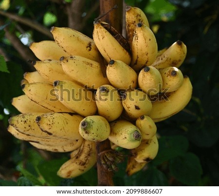 A fresh banana bunch stock photo, selective focus.
