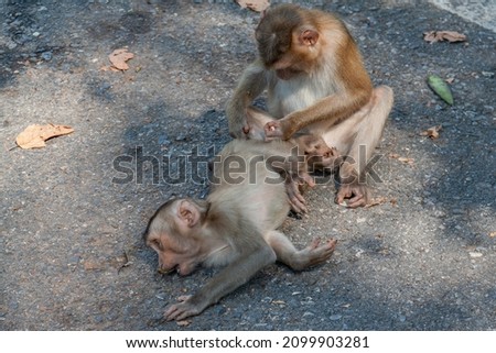 Young Monkey's Taking Care of Each Other Looking for Tiny Insects with Arm up in the Air. Cute Monkey Animals in Khao Yai National Park in Thailand.