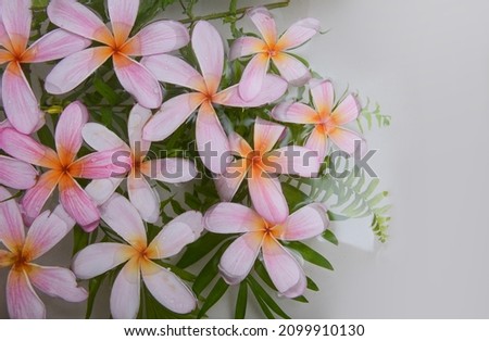 Spa concept of blooming flowers,pink Plumeria or Frangipani flower and palm ,fern ,leaves floating in water 