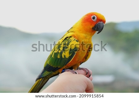 Sun conure parrot or bird Beautiful is aratinga has yellow on hand background Blur mountains and sky, (Aratinga solstitialis) exotic pet adorable, native to amazon Royalty-Free Stock Photo #2099915854