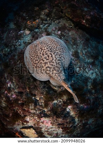 Electric ray (Torpedo marmorata) swimming in the mediterranean sea Royalty-Free Stock Photo #2099948026