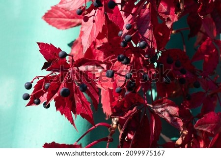 Wild grapes of sunlit creeping vine plant with red leaves on green background. Close up