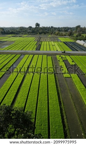 Rice field by top view