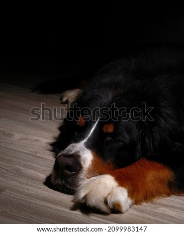  Berner Sennenhund,close-up, lying on the floor