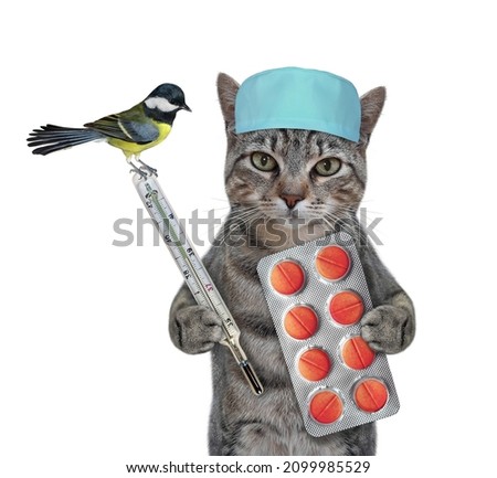 A gray cat doctor in a medical hat and mask holds a thermometer and a pill packaging. White background. Isolated.