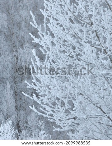 Winter forest in frosty sunny weather, trees are abundantly covered with a thick layer of frost. Shallow depth of field.