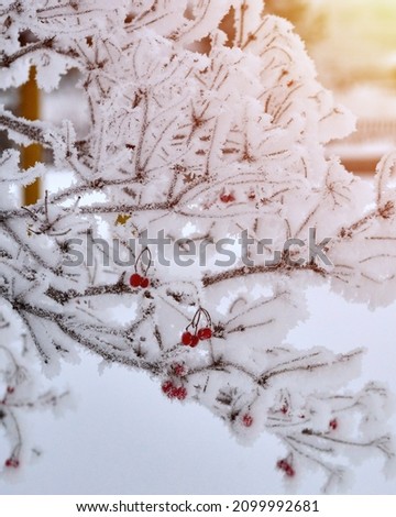 Viburnum branches with red berries, covered with a thick layer of fluffy frost. Shallow depth of field.
