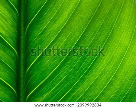 close up of green leaf texture, leaf of Peace lily ( Spathiphyllum spp. )