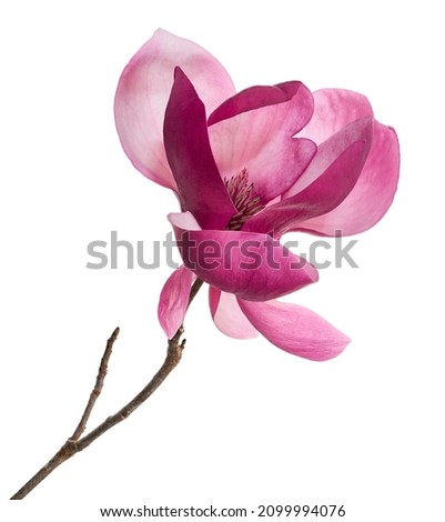 Purple magnolia flower, Magnolia felix isolated on white background, with clipping path                                Royalty-Free Stock Photo #2099994076
