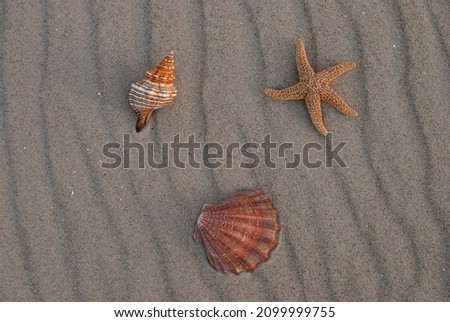 Beautiful sea shells on a wavy sand background, flat lay top view. Summer vacation