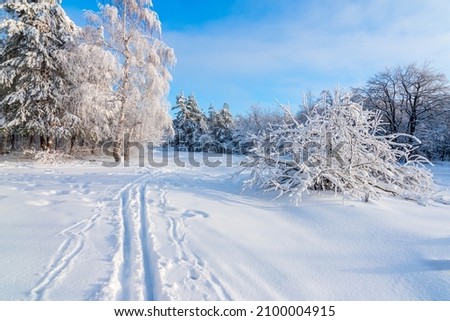 Winter forest Background. winter forest scenery. Scenic image of tree. Frosty day, calm wintry scene. Ski resort. Great skiing picture of wild area