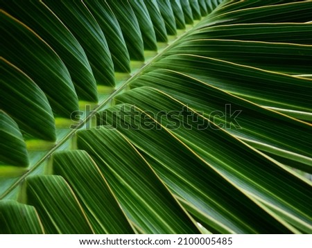close up green palm leaf texture, leaf of Bottle Plam tree ( Hyophorbe lagenicaulis (I.H. Bailey) H.E. Moore ), ornamental plants in the garden Royalty-Free Stock Photo #2100005485