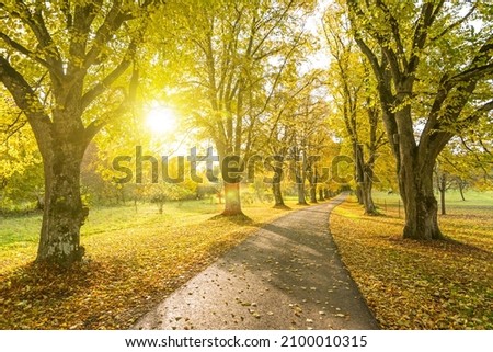 Beautiful tree-lined county road in autumn with sun shining through the yellow leaves of the trees Royalty-Free Stock Photo #2100010315