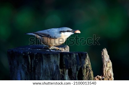 Nuthatch foraging for food in the woods