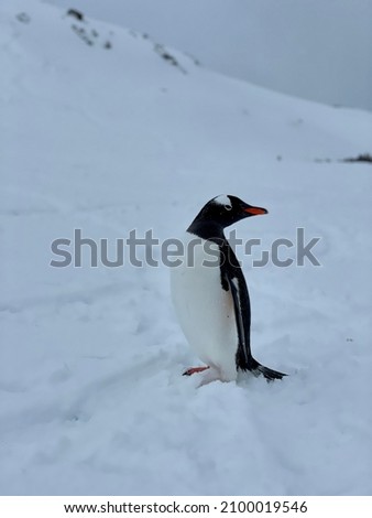 Single penguin in Antarctica. 2022 expedition