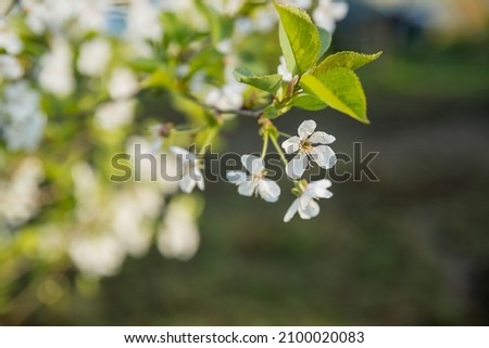 Fruit tree twigs with blooming white and pink petal flowers in spring garden.natural background, summer background, young foliage, apple orchard, apple trees in bloom