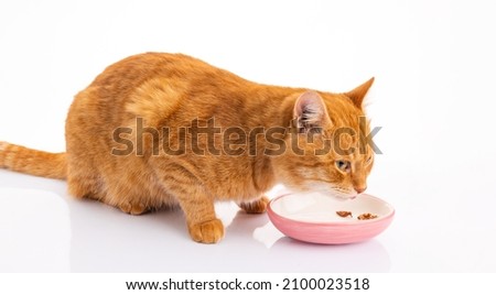 Cute red fluffy cat eats crunchy organic kibble piece from bowl. Healthy dry pet food, feline feed concept