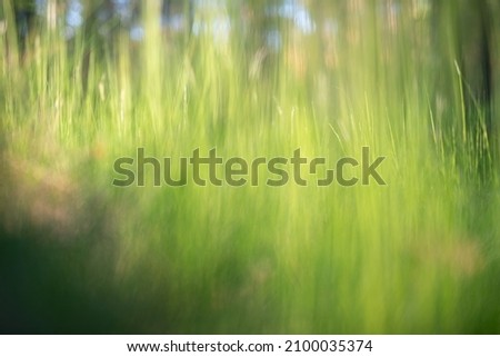 Green Background - Grass in the Early Morning Sun