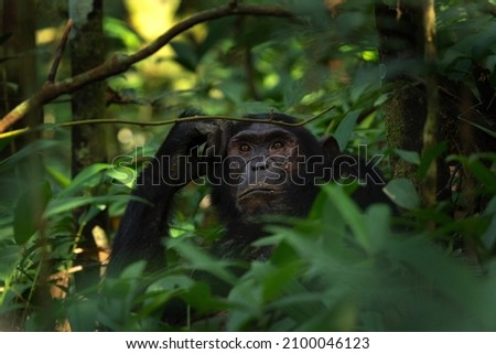 Chimpanzee in the Kibale national park. Group of chimps in the rain forest. Wildlife in Uganda.  Royalty-Free Stock Photo #2100046123