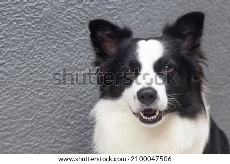 Picture of a cute border collie black and white smiling on a gray background
