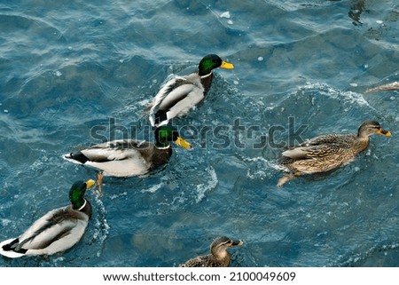 duck swim randomly in the water. Ducks on a lake
