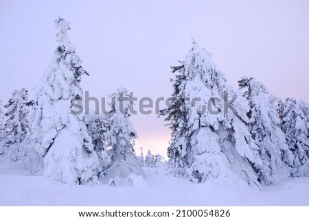 Mountains Babia Gora massif in winter scenery with snowy trees at sunrise light. Diablak, Beskid Zywiecki, Poland