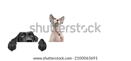 Banner pets hide black labrador dog and sphynx cat looking up giving you whale eye hanging over a blank sign with room for text. Isolated on white background. 