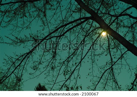 tree and moon at dusk, in silhouette, green sky