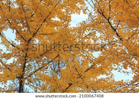 A picture in fall of a tree in a small park in Boston.