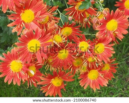 Chrysanthemum flowers blooming in the late autumn garden.