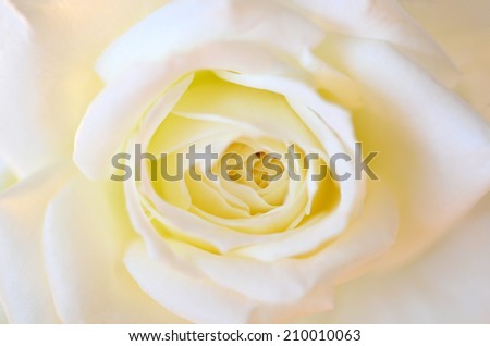 Beautiful romantic rose in close view