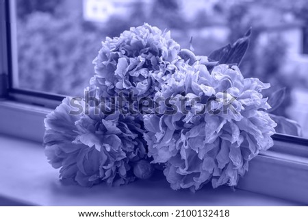 Bouquet of Peonies flowers toned in Very Peri color - color of the year 2022.